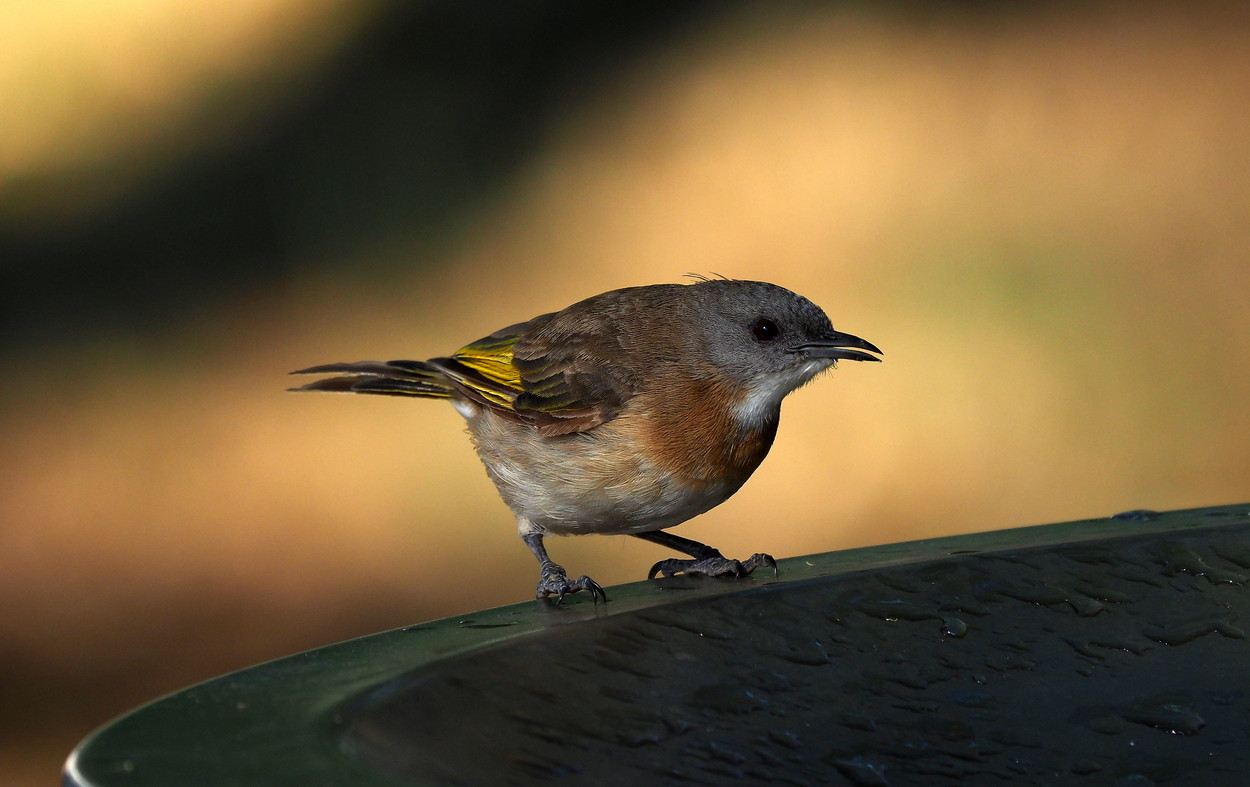 image Rufous-banded Honeyeater